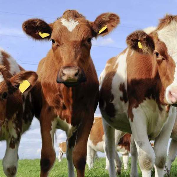 Melkveehouderijavond Joure