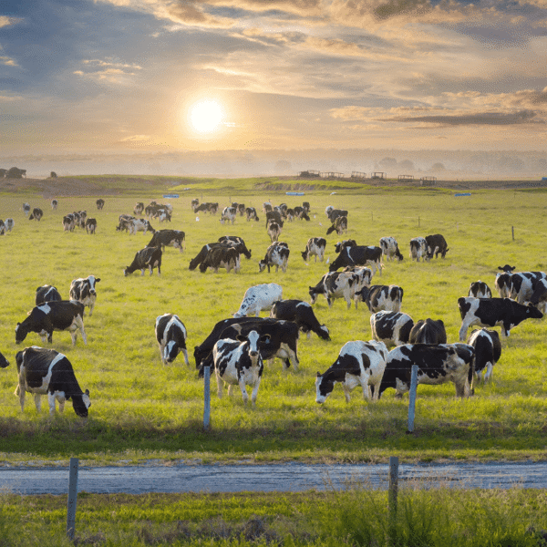 Header Relatiebijeenkomst Leeuwarden Melkveehouderij